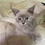 Athena a rejoint le concours — aidez-le/la à gagner de superbes lots ! abyssinian, angora, animal, bed, blanket, cat, couch, cushion, furniture, gray, homedecor, kitten, linen, manx, person, pet, quilt, siamese, sleeping, wood