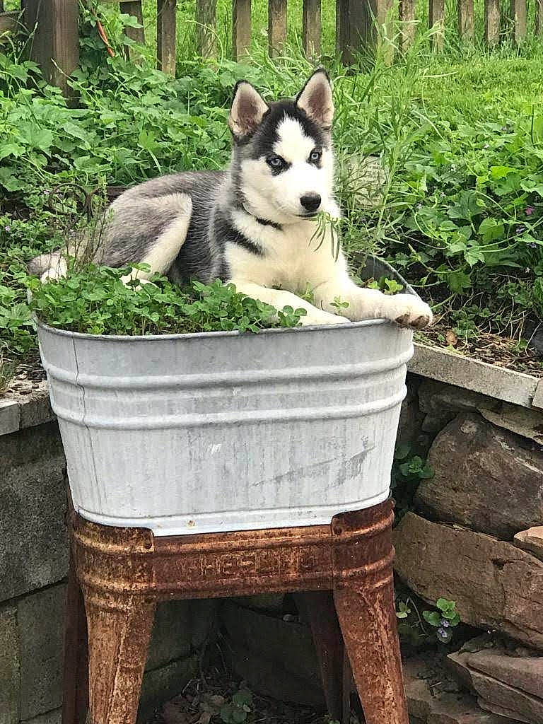 Bella is registered to the contest to win money with this photo: alaskan_klee_kai, alaskan_malamute, canidae, carnivore, czechoslovakian_wolfdog, dog, dog_breed, east_siberian_laika, jamthund, mammal, native_american_indian_dog, northern_inuit_dog, saarloos_wolfdog, sakhalin_husky, seppala_siberian_sleddog, siberian_husky, sled_dog, tamaskan_dog, vertebrate, wolfdog