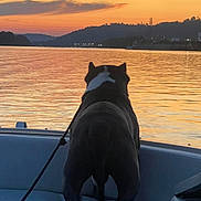 Hannibal is registered to the contest to win money with this photo: dog, canine, pet, boat, sunset, water, lake, silhouette, leash, reflection, horizon, sky, clouds, hills, twilight, evening, outdoor, boat_seat, boat_bow, peaceful