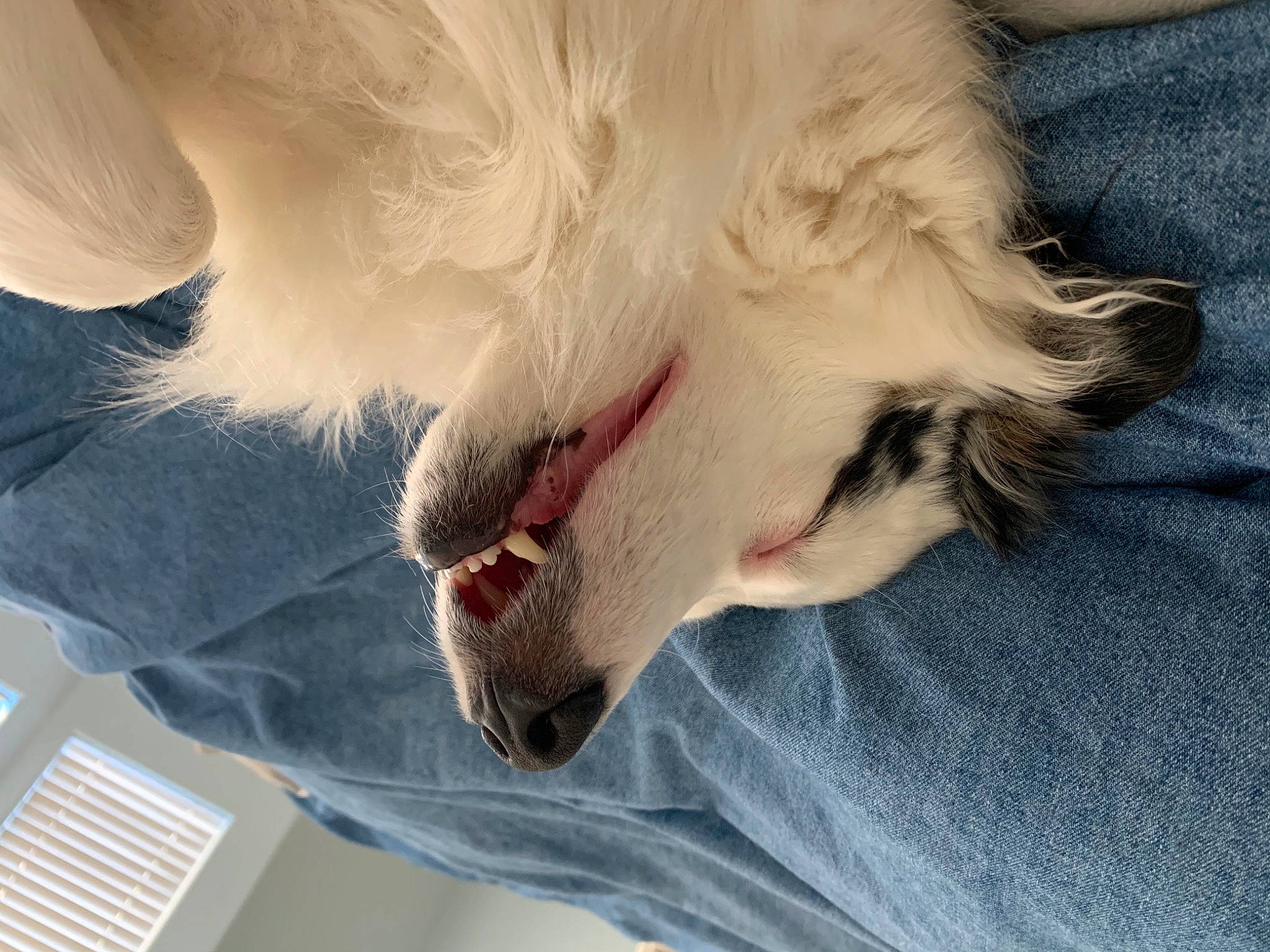 Gamora joined the competition — help win amazing prizes! canidae, carnivore, claw, companion_dog, dog, dog_breed, ear, fawn, fur, nose, paw, puppy, sporting_group, tail, whiskers