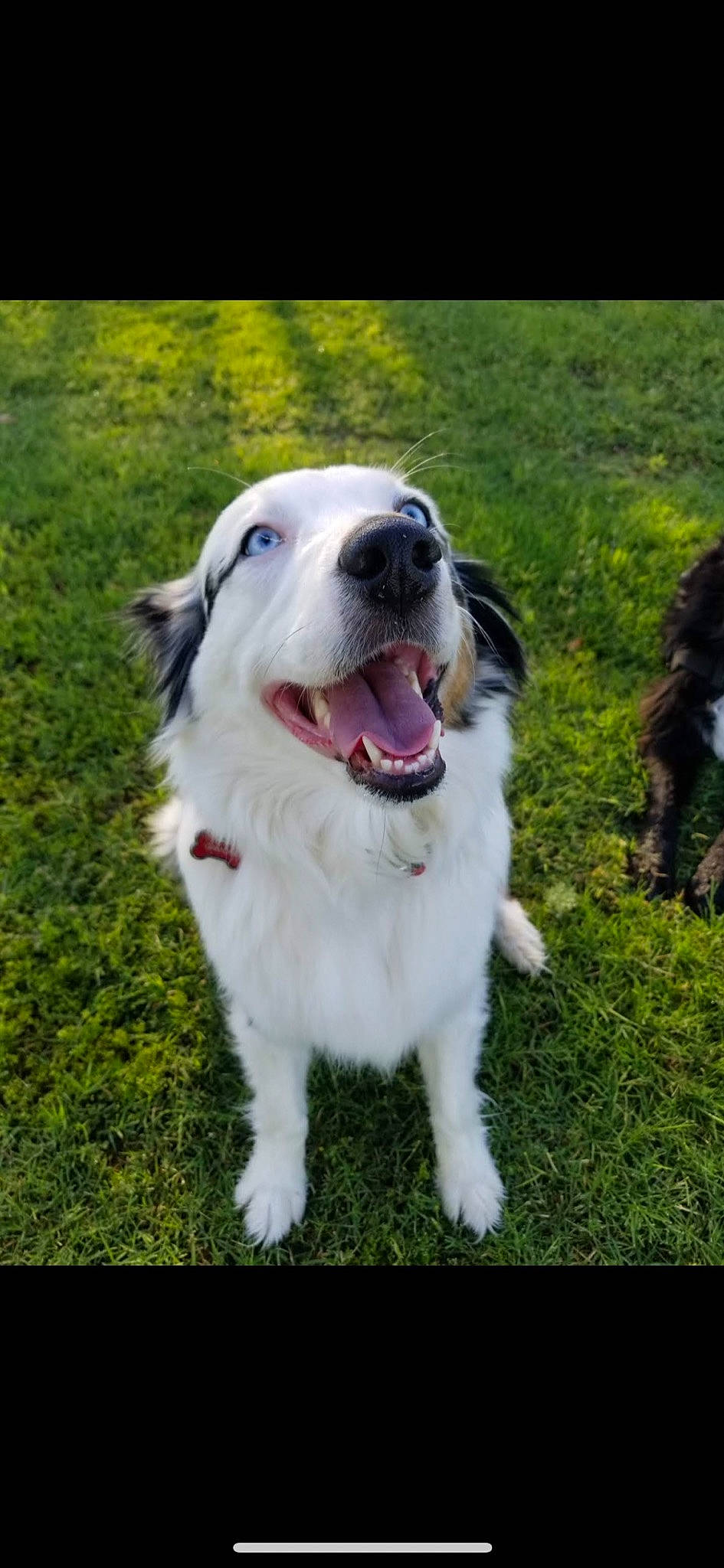 Gamora joined the competition — help win amazing prizes! australian_shepherd, border_collie, bucovina_shepherd_dog, canidae, carnivore, companion_dog, dog, dog_breed, great_pyrenees, mammal, mucuchies, pyrenean_mastiff, rare_breed_dog, snout, sporting_group, tornjak, vertebrate, working_dog