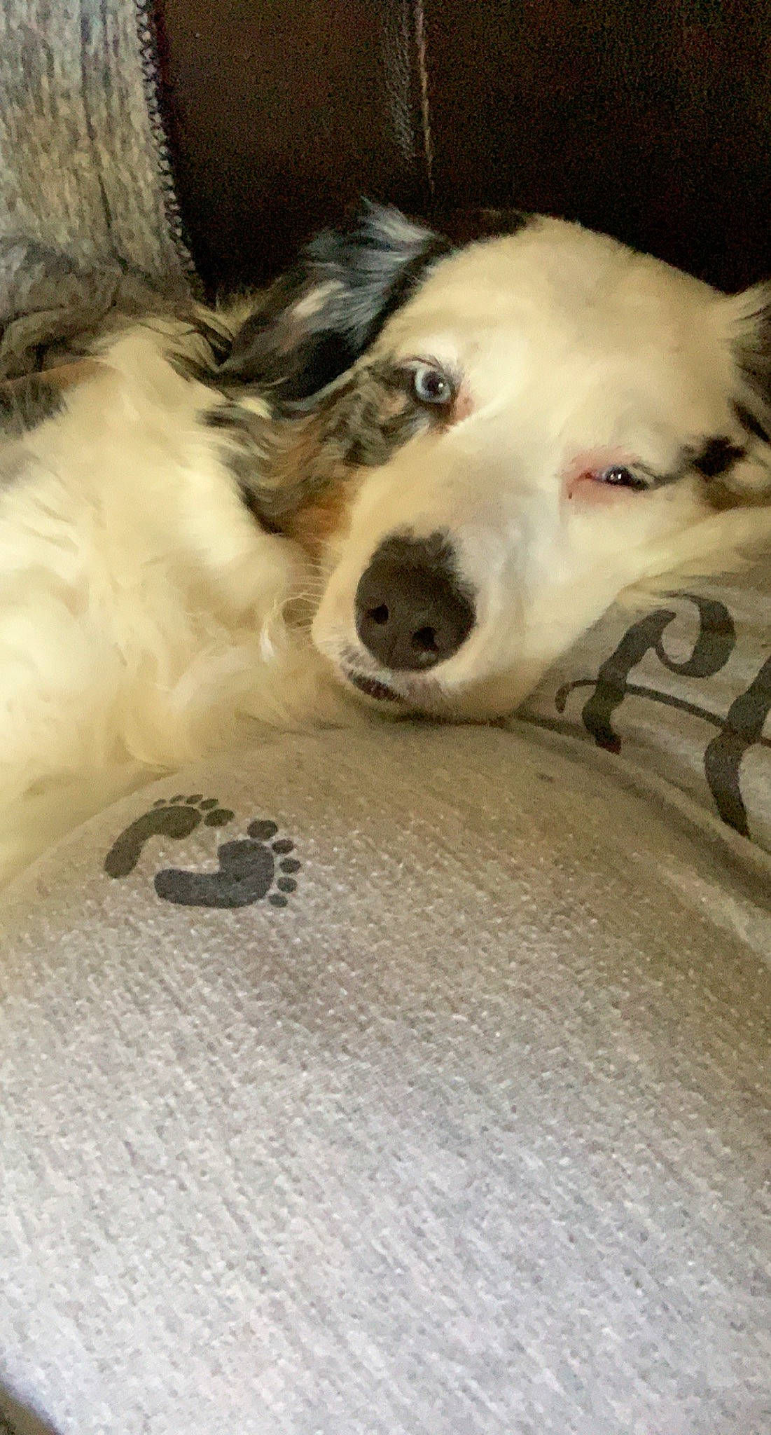 Gamora is registered to the contest to win money with this photo: american_eskimo_dog, australian_shepherd, border_collie, canidae, carnivore, companion_dog, dog, dog_breed, mammal, nose, rare_breed_dog, snout, vertebrate