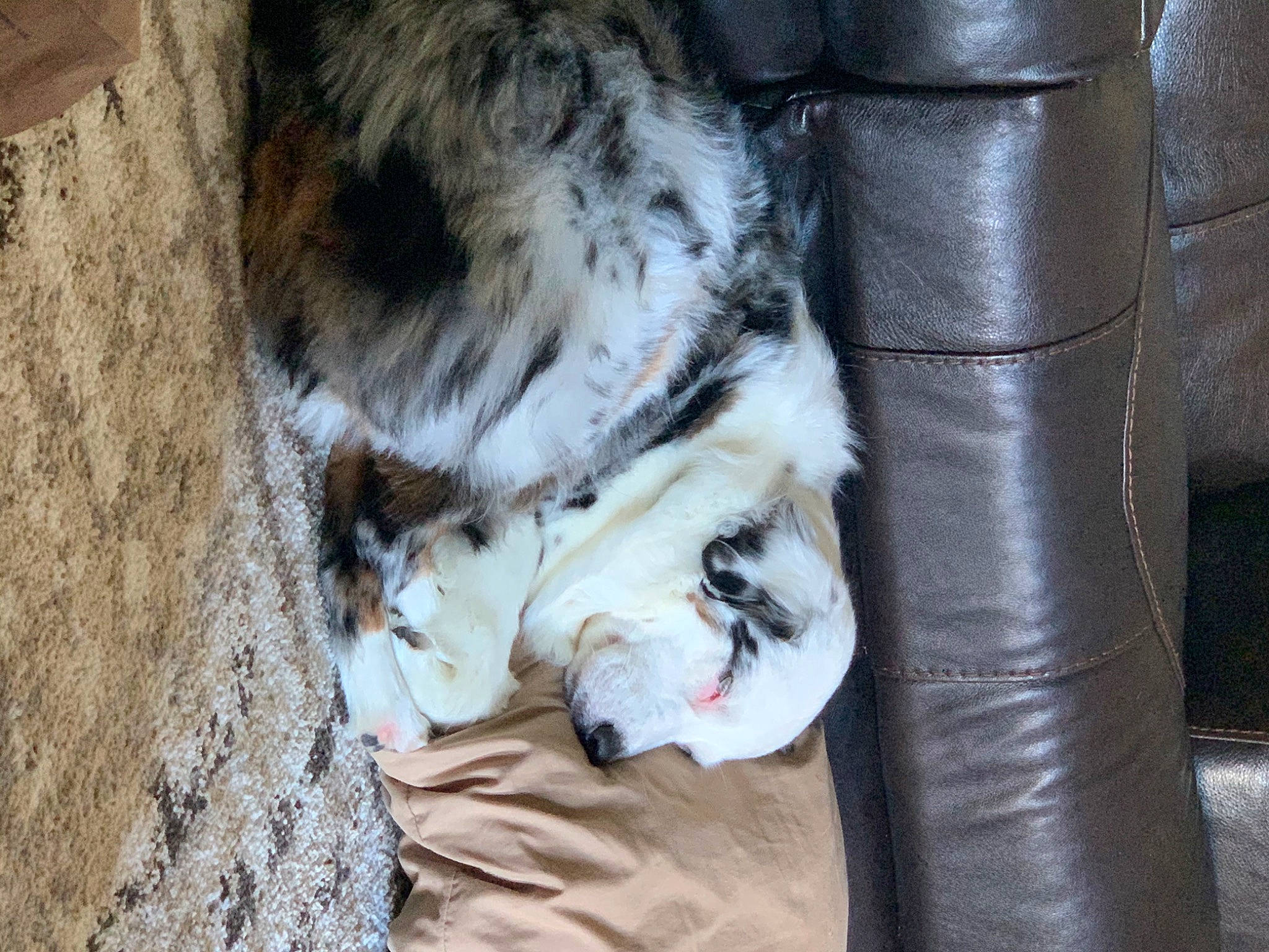 Gamora is registered to the contest to win money with this photo: canidae, carnivore, cat, claw, european_shorthair, felidae, fur, norwegian_forest_cat, paw, polydactyl_cat, small_to_medium_sized_cats, tail, whiskers