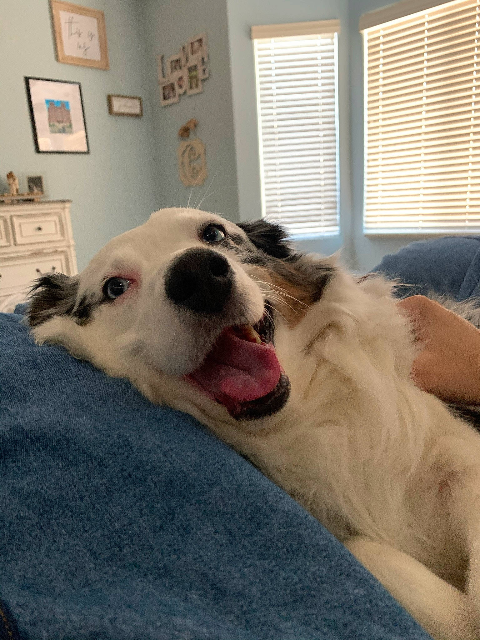 Gamora joined the competition — help win amazing prizes! canidae, carnivore, companion_dog, dog, dog_breed, great_pyrenees, mammal, mucuchies, snout, sporting_group, vertebrate