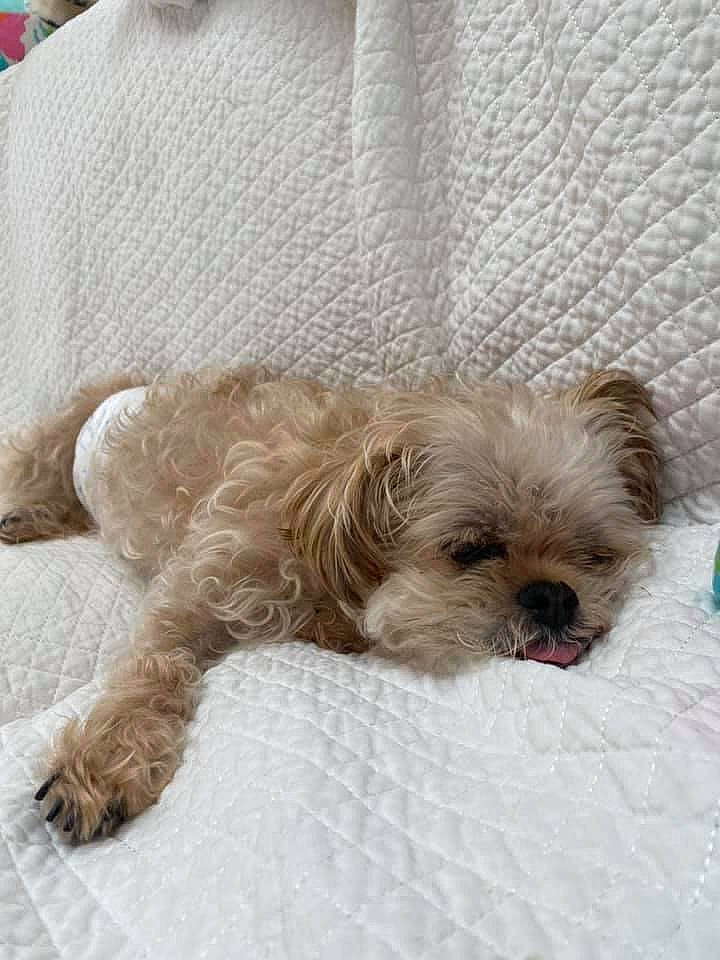 Wilson joined the competition — help win amazing prizes! canidae, carnivore, comfort, companion_dog, dog, dog_breed, dog_supply, fawn, fur, liver, mal_shi, maltepoo, poodle_crossbreed, shih_tzu, small_terrier, snout, sporting_group, terrier, toy_dog, working_animal