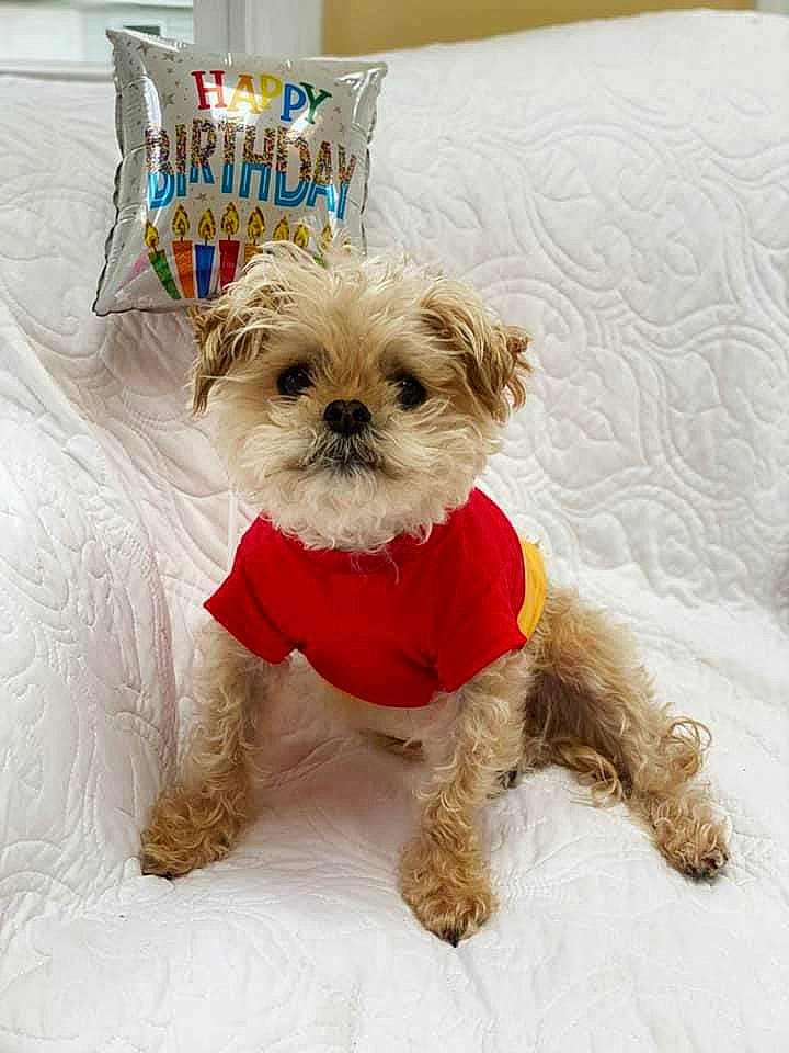 Wilson joined the competition — help win amazing prizes! carnivore, collar, companion_dog, dog, dog_breed, dog_clothes, dog_collar, dog_supply, fawn, fur, liver, pet_supply, puppy_love, shih_tzu, small_terrier, snout, terrier, toy_dog, working_animal, yorkshire_terrier