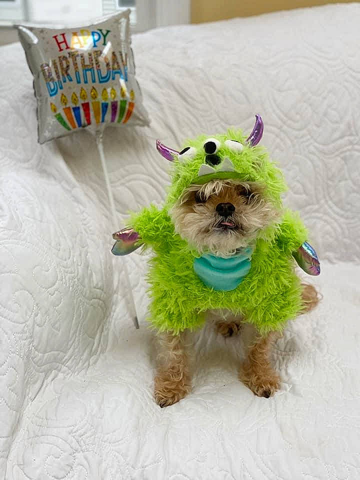 Wilson is registered to the contest to win money with this photo: carnivore, collar, companion_dog, dog, dog_breed, dog_clothes, dog_collar, dog_supply, fashion_accessory, fawn, font, fur, maltepoo, party_supply, pet_supply, small_terrier, sporting_group, terrier, toy_dog, working_animal
