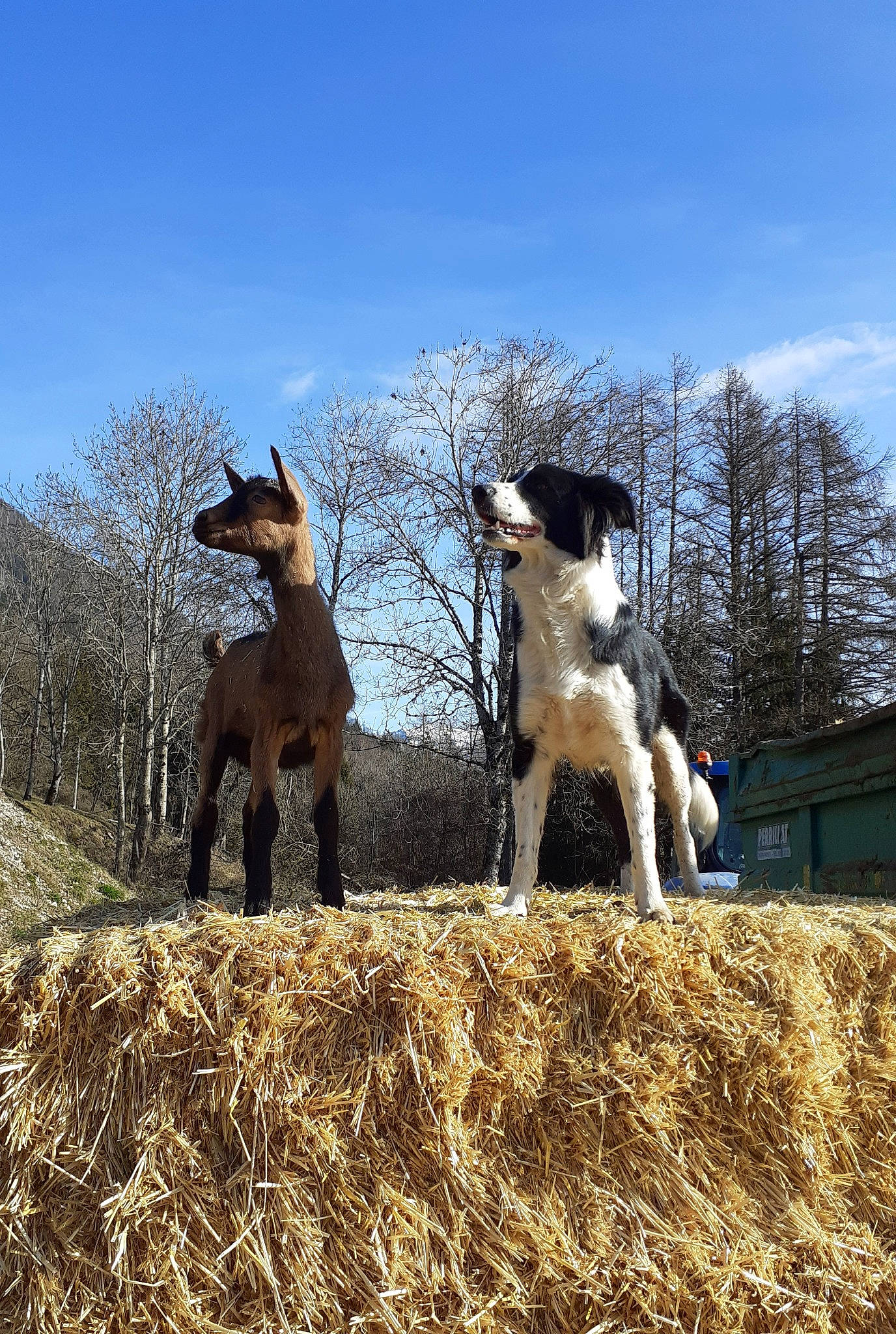 Linka a rejoint le concours — aidez-le/la à gagner de superbes lots ! agriculture, canidae, carnivore, companion_dog, dog, dog_breed, fawn, field, grass, grass_family, grassland, hay, landscape, pasture, plant, sky, soil, sporting_group, tree, working_animal