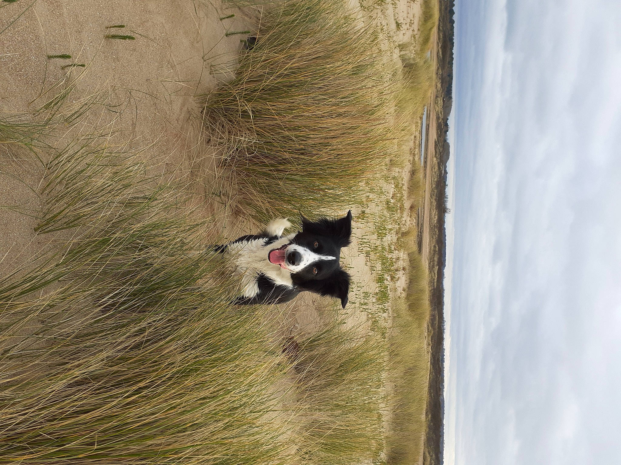 Linka participe au concours pour gagner de l'argent avec cette photo : canidae, carnivore, cloud, dog, dog_breed, extreme_sport, grass, landscape, plant, shadow, sky, sporting_group, tail, tints_and_shades, tree, trunk, water, wildlife, window, wood