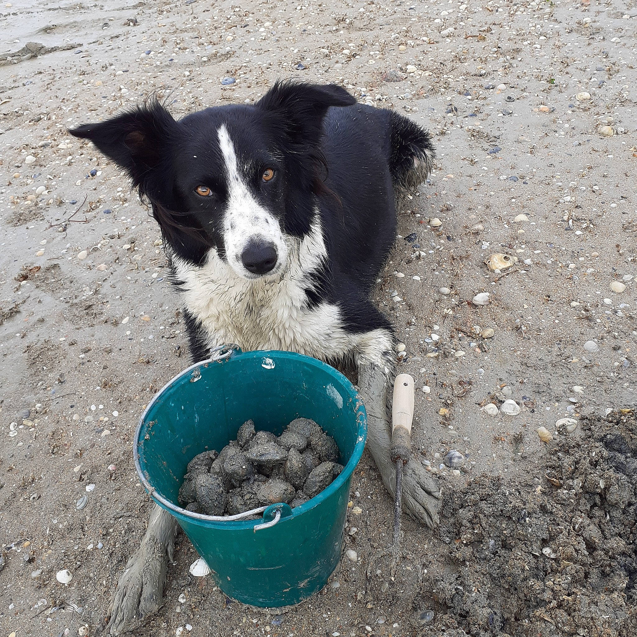Linka participe au concours pour gagner de l'argent avec cette photo : border_collie, bucket, canidae, carnivore, companion_dog, compost, dog, dog_breed, herding_dog, liquid, pet_food, pet_supply, soil, sporting_group, tail, working_dog