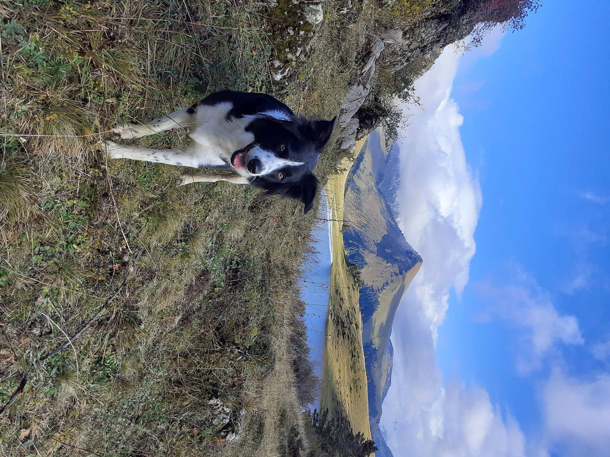 Linka a rejoint le concours — aidez-le/la à gagner de superbes lots ! adventure, canidae, carnivore, cloud, cumulus, dog, dog_breed, freezing, ice_cap, mountain, plant, recreation, sky, slope, snow, soil, sporting_group, tree, trunk, water