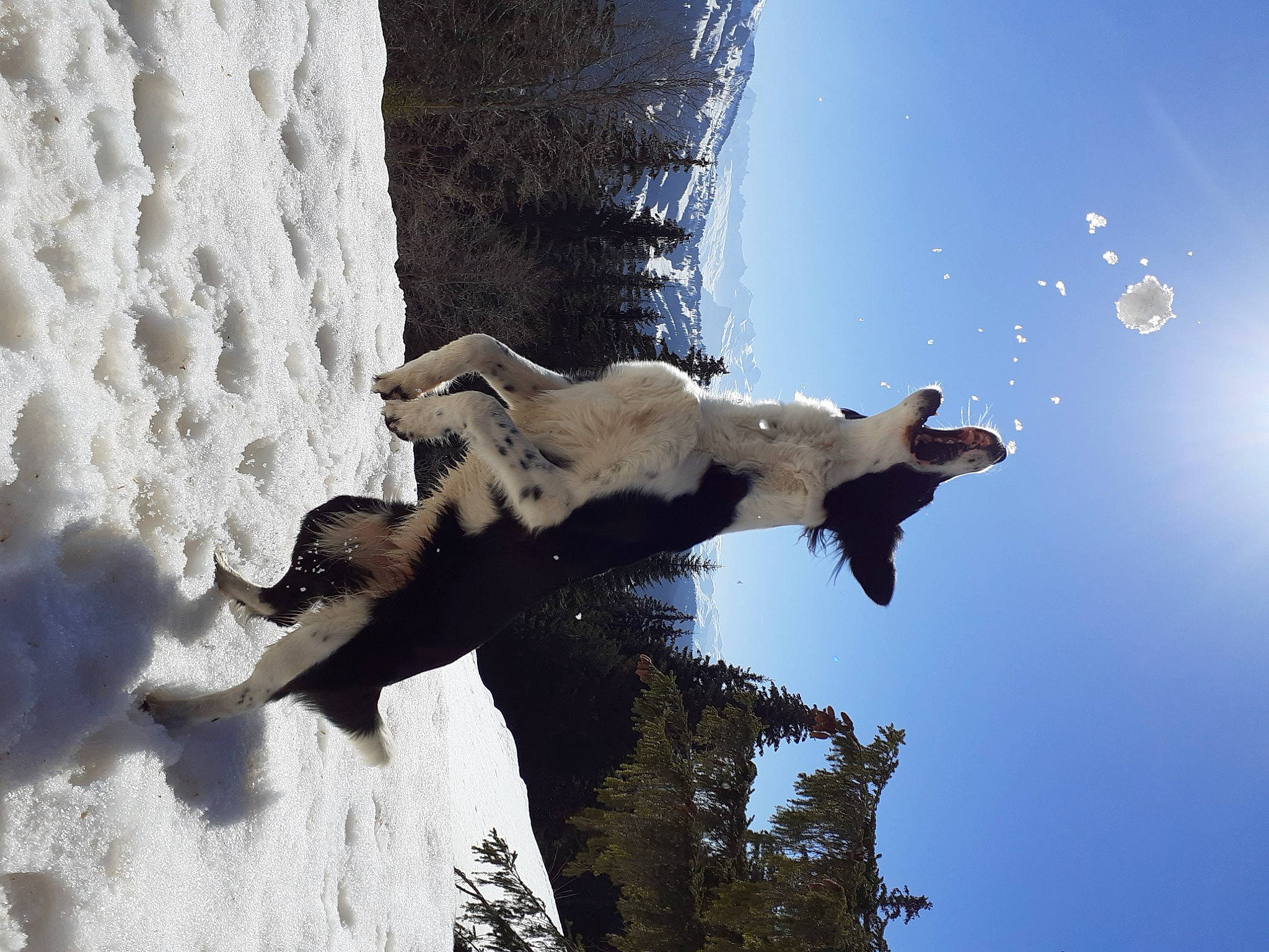 Linka participe au concours pour gagner de l'argent avec cette photo : adventure, art, branch, formation, freezing, monument, plant, reflection, rock, sculpture, sky, snow, sunlight, tree, trunk, water, wildlife, window, winter, wood