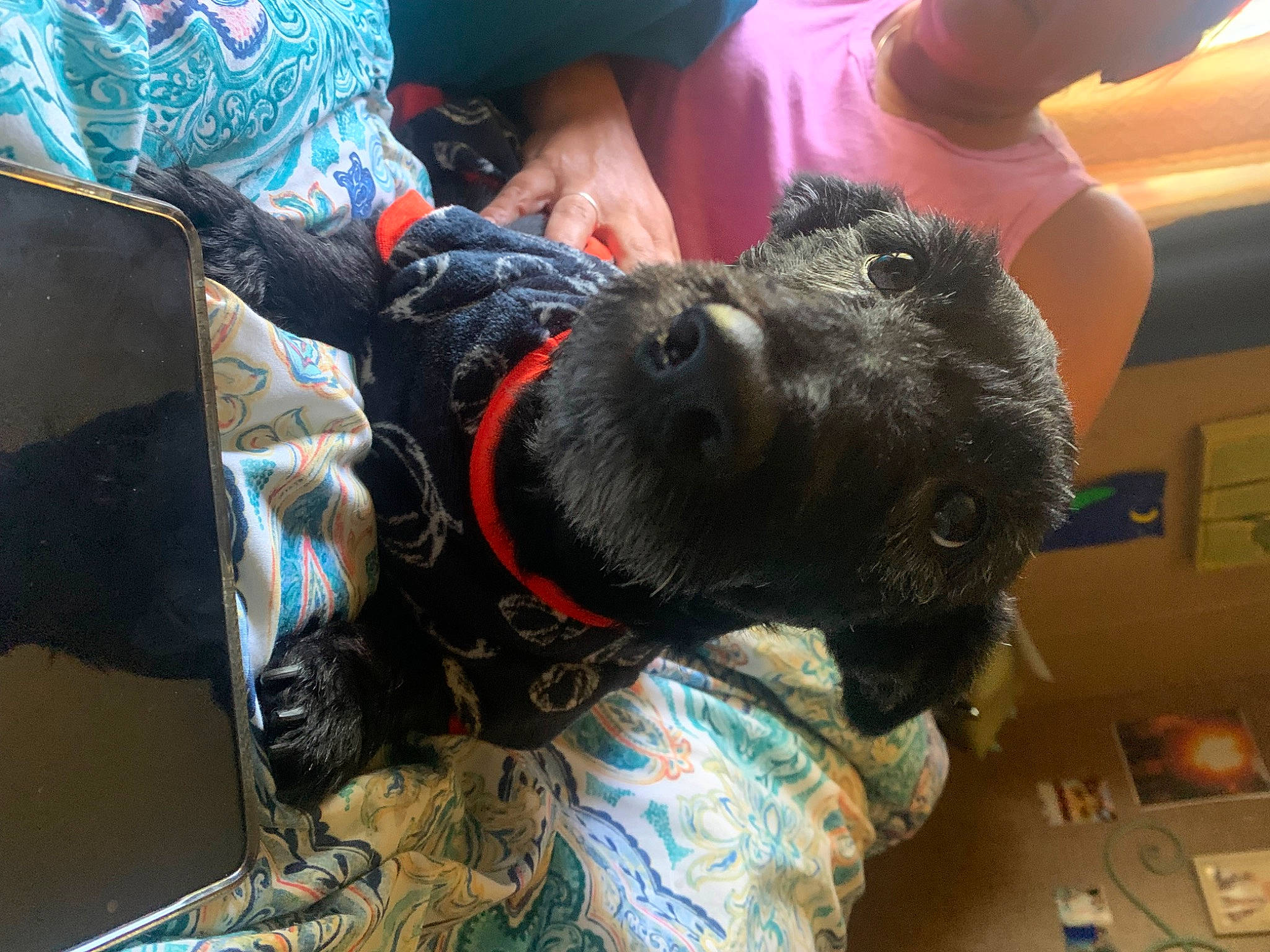 Lady is registered to the contest to win money with this photo: canidae, carnivore, collar, companion_dog, dog, dog_breed, fur, guard_dog, non_sporting_group, snout, sporting_group, working_animal