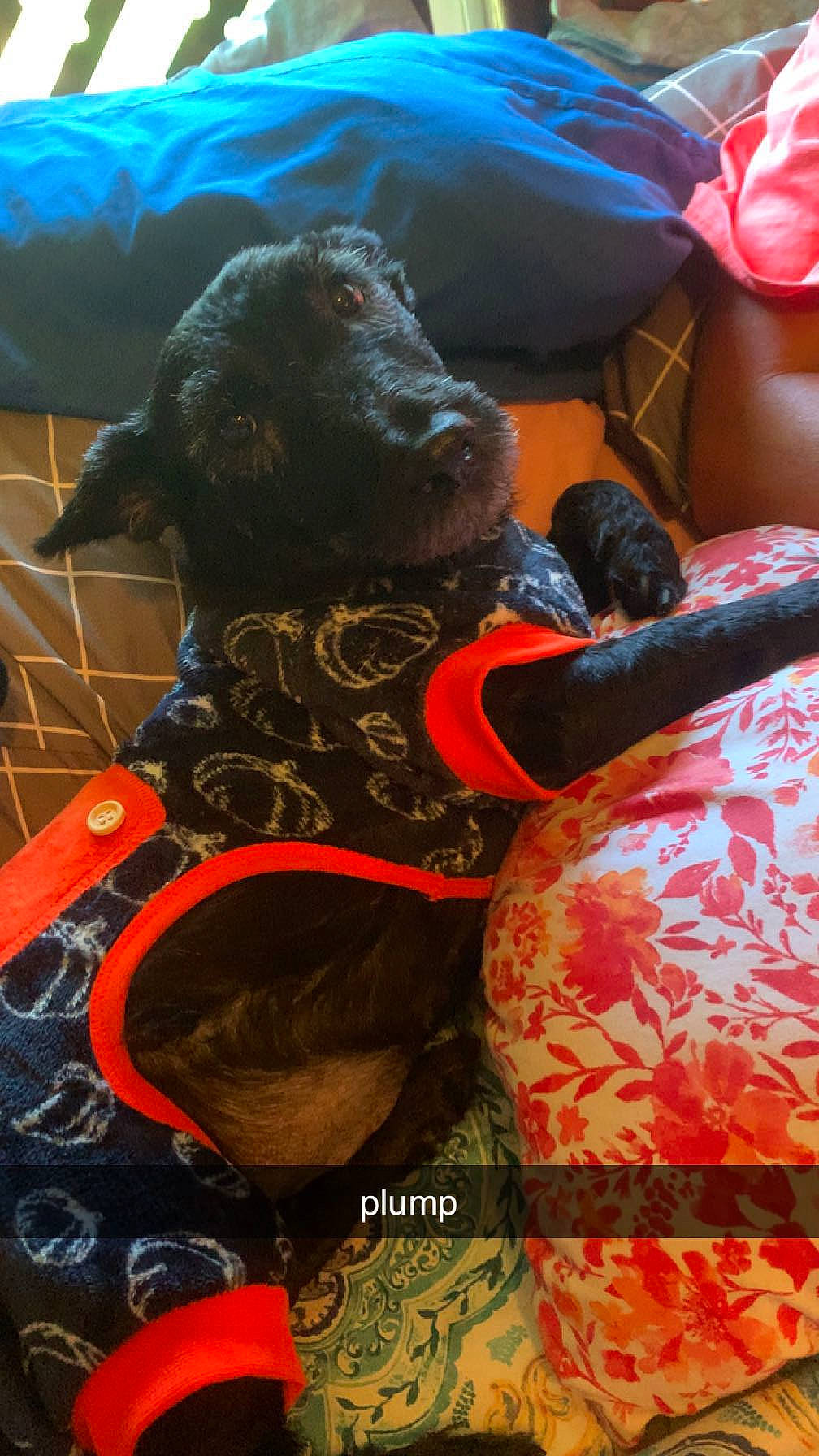 Lady joined the competition — help win amazing prizes! art, canidae, carmine, carnivore, collar, companion_dog, dog, dog_breed, dog_collar, dog_supply, event, fawn, fur, guard_dog, pet_supply, snout, sporting_group, terrestrial_animal, working_animal, working_dog