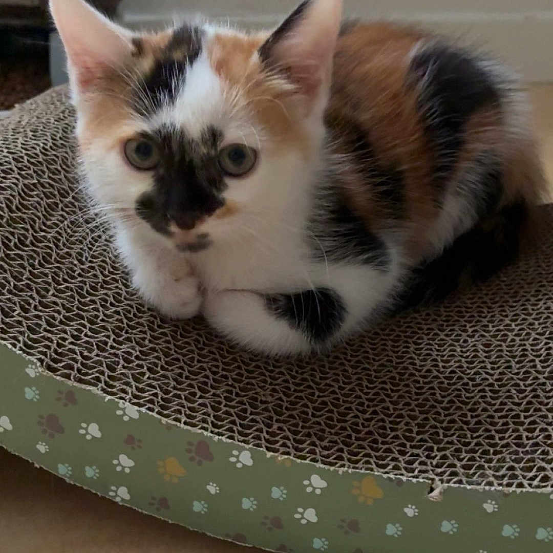 Tiana a rejoint le concours — aidez-le/la à gagner de superbes lots ! animal, background, calico, cat, curled_up, cute, domestic_cat, ears, floor, fur, indoor, kitten, looking, paw_prints, pet, resting, scratching_pad, water_bottle, whiskers, young