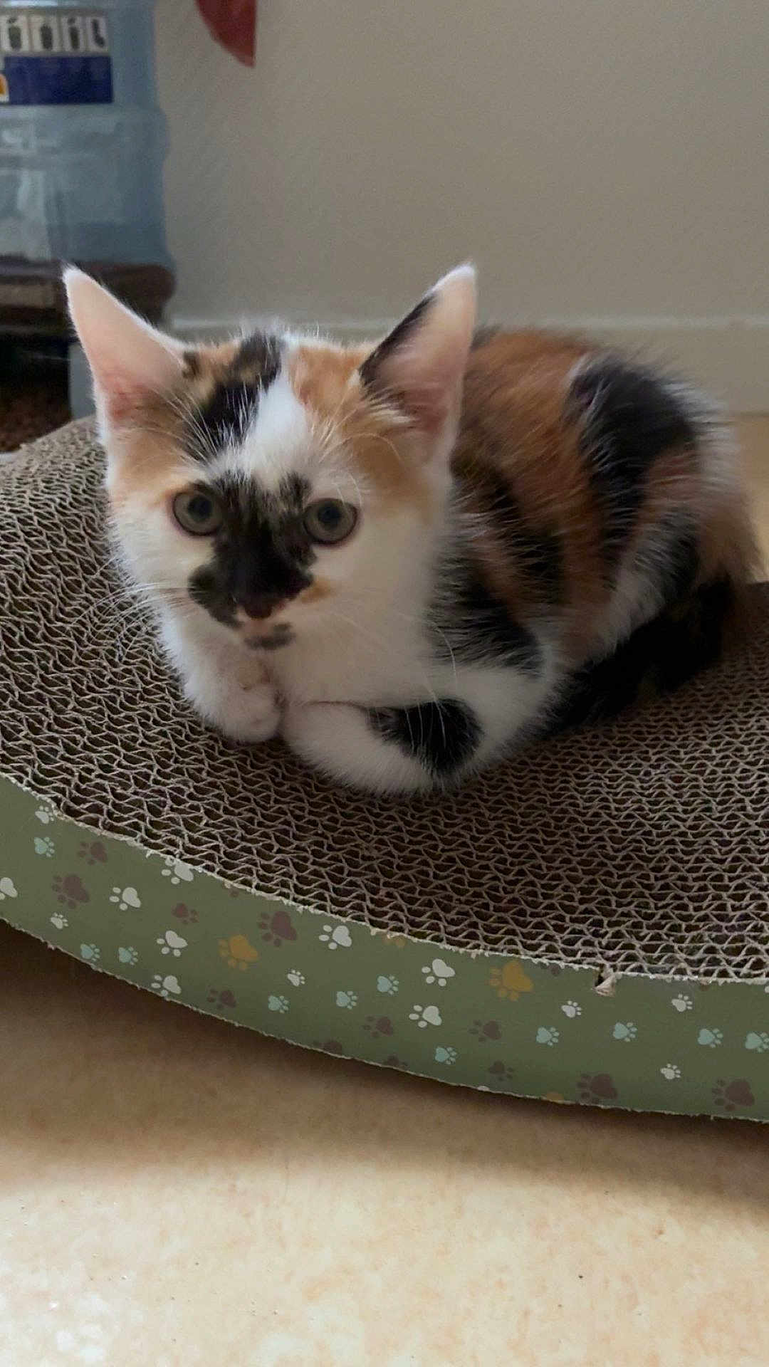 Tiana a rejoint le concours — aidez-le/la à gagner de superbes lots ! kitten, cat, calico, indoor, pet, scratching_pad, fur, paw_prints, curled_up, cute, animal, domestic_cat, whiskers, ears, floor, water_bottle, background, looking, young, resting