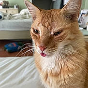 Sunny is registered to the contest to win money with this photo: cat, orange_cat, white_fur, bed, bedroom, pet, whiskers, tongue_out, fur, ears, animal, indoor, close_up, cute, pet_portrait, domestic_cat, sleepy, feline, home, resting