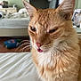 cat, orange_cat, white_fur, bed, bedroom, pet, whiskers, tongue_out, fur, ears, animal, indoor, close_up, cute, pet_portrait, domestic_cat, sleepy, feline, home, resting