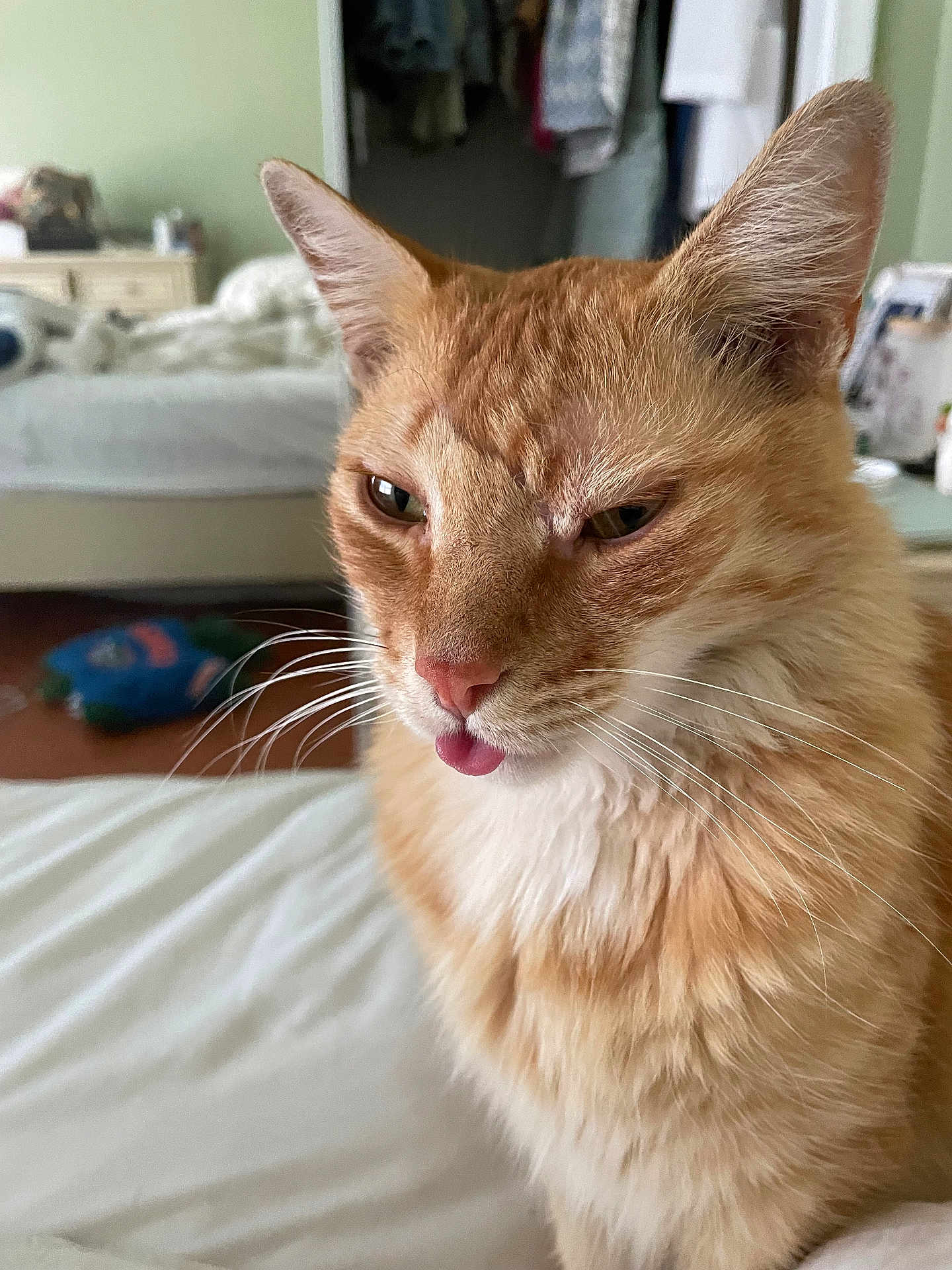 Sunny is registered to the contest to win money with this photo: cat, orange_cat, white_fur, bed, bedroom, pet, whiskers, tongue_out, fur, ears, animal, indoor, close_up, cute, pet_portrait, domestic_cat, sleepy, feline, home, resting