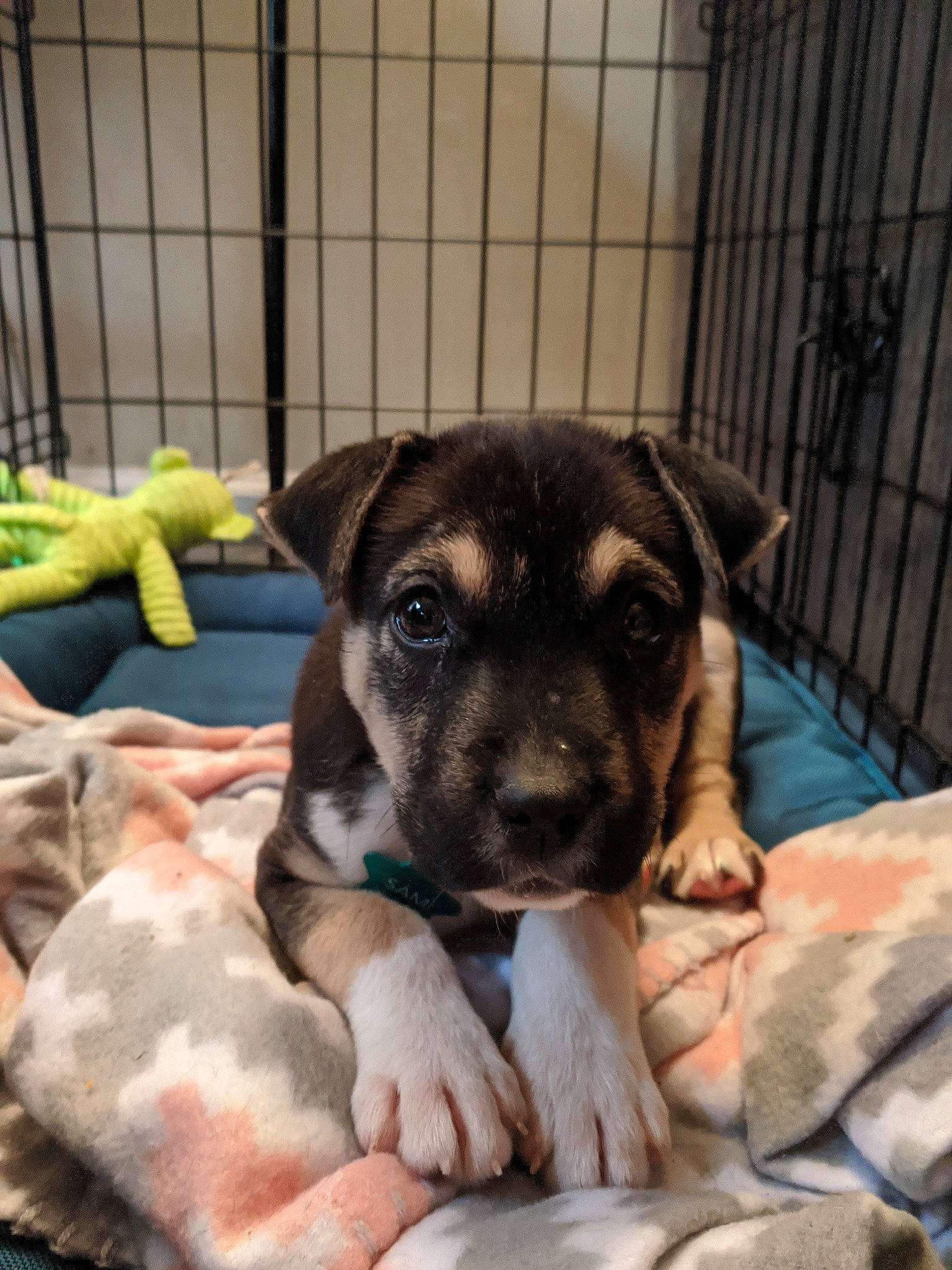 Einstein joined the competition — help win amazing prizes! animal_shelter, bored, canidae, carnivore, comfort, companion_dog, dog, dog_breed, dog_supply, fawn, fur, guard_dog, paw, pet_supply, snout, sporting_group, terrestrial_animal, toy_dog, whiskers, working_animal