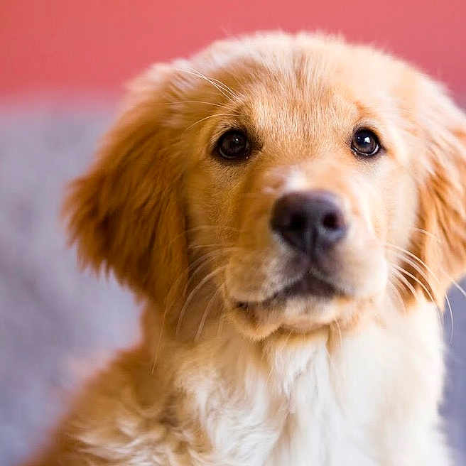 Oliver joined the competition — help win amazing prizes! carnivoran, companion_dog, dog, dog_breed, dog_breed_group, dog_like_mammal, fur, golden_retriever, labrador_retriever, mammal, nose, nova_scotia_duck_tolling_retriever, puppy, retriever, snout, sporting_group, whiskers