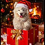 celebration, christmas_ornaments, christmas_tree, cozy, cute, decorations, dog, festive, fire, fireplace, gift_box, gold_ribbon, holiday, indoor, pet, red_box, santa_hat, snow, white_dog, winter