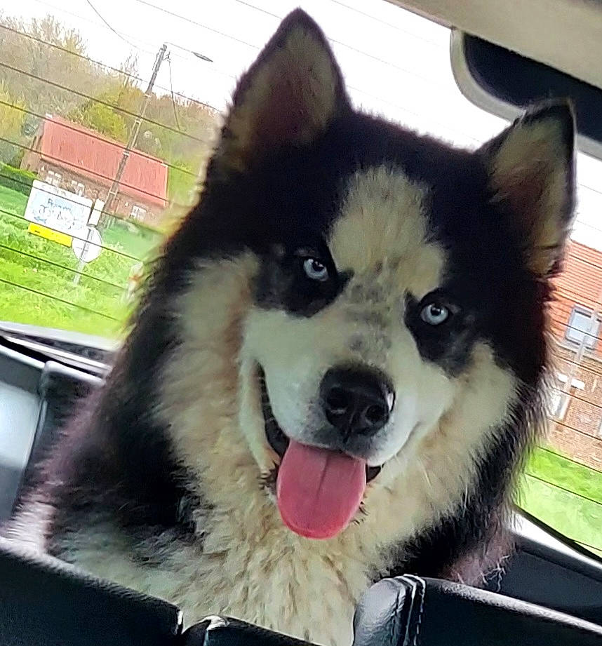 Manson a rejoint le concours — aidez-le/la à gagner de superbes lots ! ancient_dog_breeds, canidae, carnivore, collar, companion_dog, dog, dog_breed, fur, pet_supply, siberian_husky, sled_dog, snout, sporting_group, square, terrestrial_animal, whiskers, window, windshield, working_animal, working_dog