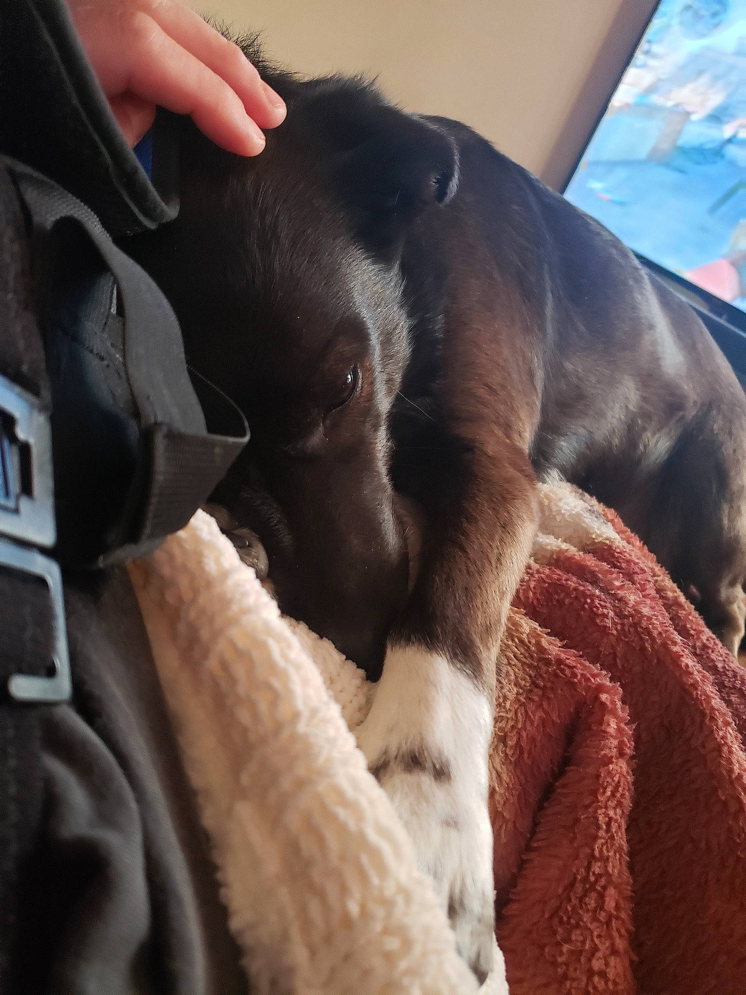 Bella joined the competition — help win amazing prizes! canidae, carnivore, dog_breed, snout, sporting_group