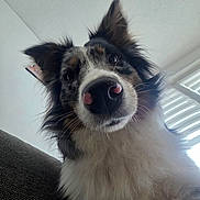 Voxie participe au concours pour gagner de l'argent avec cette photo : animal, black_nose, brown_fur, close_up, couch, curious, dog, ears, face, fluffy, fur, indoor, looking, natural_light, nose, pet, portrait, whiskers, white_fur, window