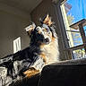 animal, blue_sky, canine, cat_tree, couch, cozy, daylight, dog, fur, furniture, home, indoor, light, pet, portrait, relaxing, resting, shadow, sunlight, window