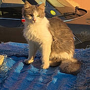Mistigris a rejoint le concours — aidez-le/la à gagner de superbes lots ! alert, animal, blue_tarp, car, cat, daylight, domestic_cat, fluffy, fur, orange_wall, outdoor, pet, shadow, sitting, sunlight, tail, vehicle, whiskers, window, yellow_eyes