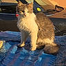 alert, animal, blue_tarp, car, cat, daylight, domestic_cat, fluffy, fur, orange_wall, outdoor, pet, shadow, sitting, sunlight, tail, vehicle, whiskers, window, yellow_eyes