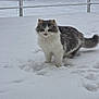 animal, cat, cold, curious, cute, daylight, feline, fluffy, fur, gray, metal_railing, nature, outdoor, pawprints, pet, snow, snowflakes, walking, white, winter