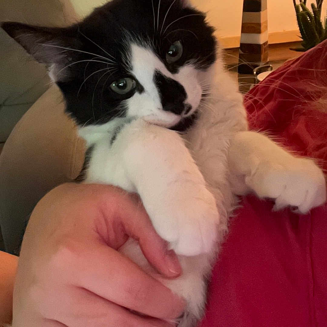 Po is registered to the contest to win money with this photo: animal, bodypart, cat, couch, cushion, face, finger, furniture, hand, head, homedecor, indoors, interiordesign, kitten, lamp, manx, person, pet, photography, portrait
