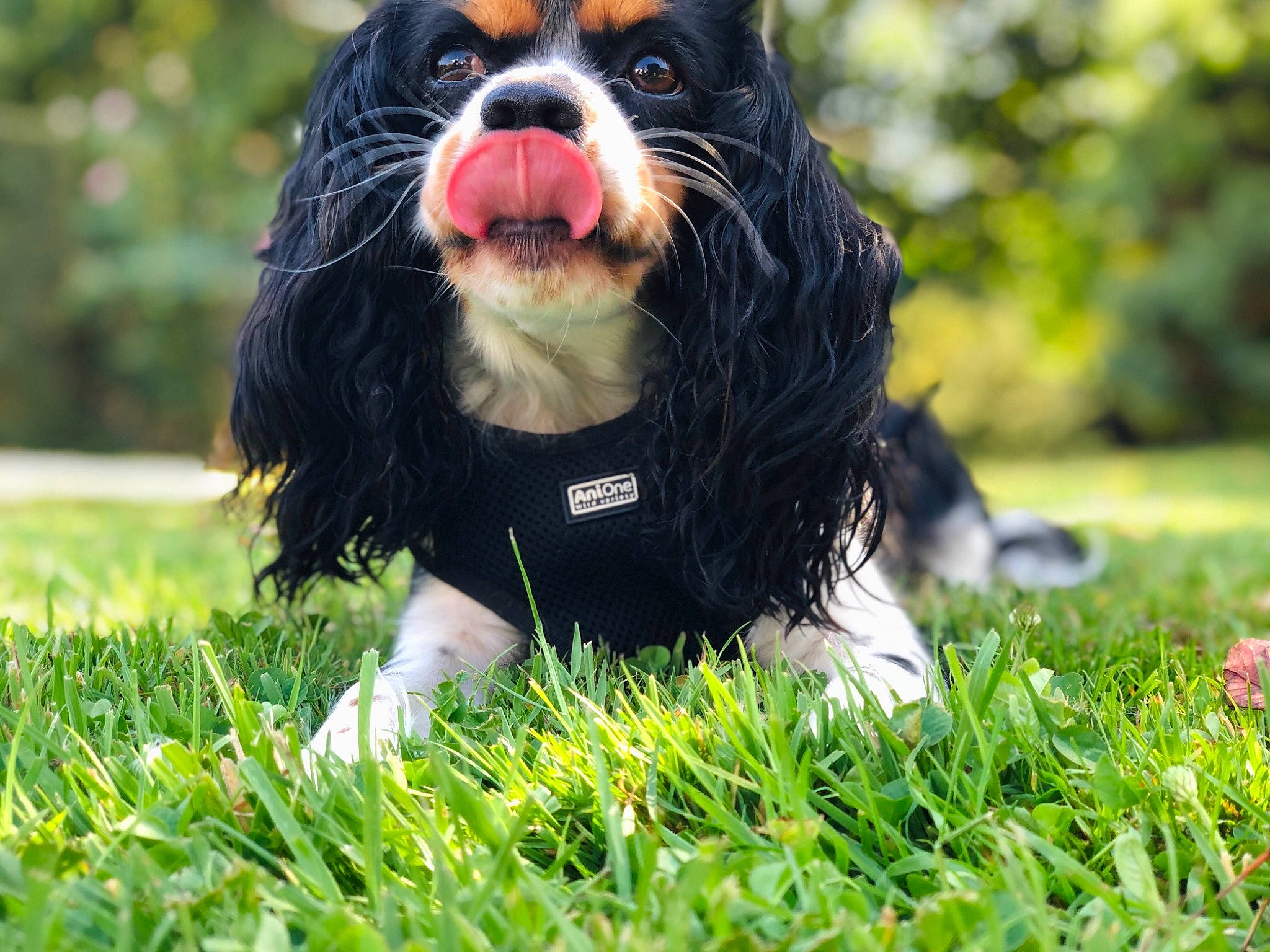 Oana participe au concours pour gagner de l'argent avec cette photo : canidae, carnivore, cavalier_king_charles_spaniel, companion_dog, dog, dog_breed, grass, japanese_chin, king_charles_spaniel, mammal, rare_breed_dog, spaniel, sporting_group, toy_dog, vertebrate