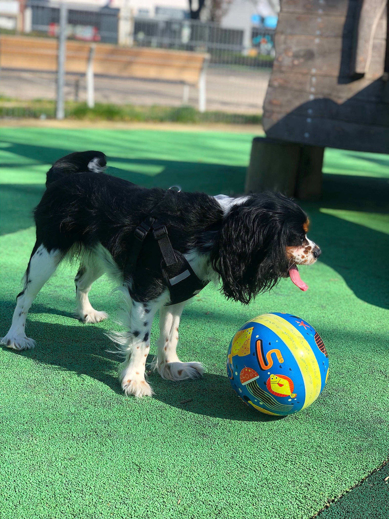 Oana participe au concours pour gagner de l'argent avec cette photo : ball, canidae, carnivore, cavalier_king_charles_spaniel, companion_dog, disc_dog, dog, dog_agility, dog_breed, dog_sports, flyball, grass, mammal, obedience_training, rally_obedience, rare_breed_dog, sporting_group, sports_equipment, stabyhoun, working_dog