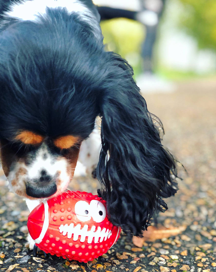 Oana participe au concours pour gagner de l'argent avec cette photo : canidae, carnivore, cavalier, cavalier_king_charles_spaniel, companion_dog, dog, dog_breed, dog_supply, king_charles_spaniel, mammal, phalene, puppy, rare_breed_dog, snout, sporting_group, vertebrate