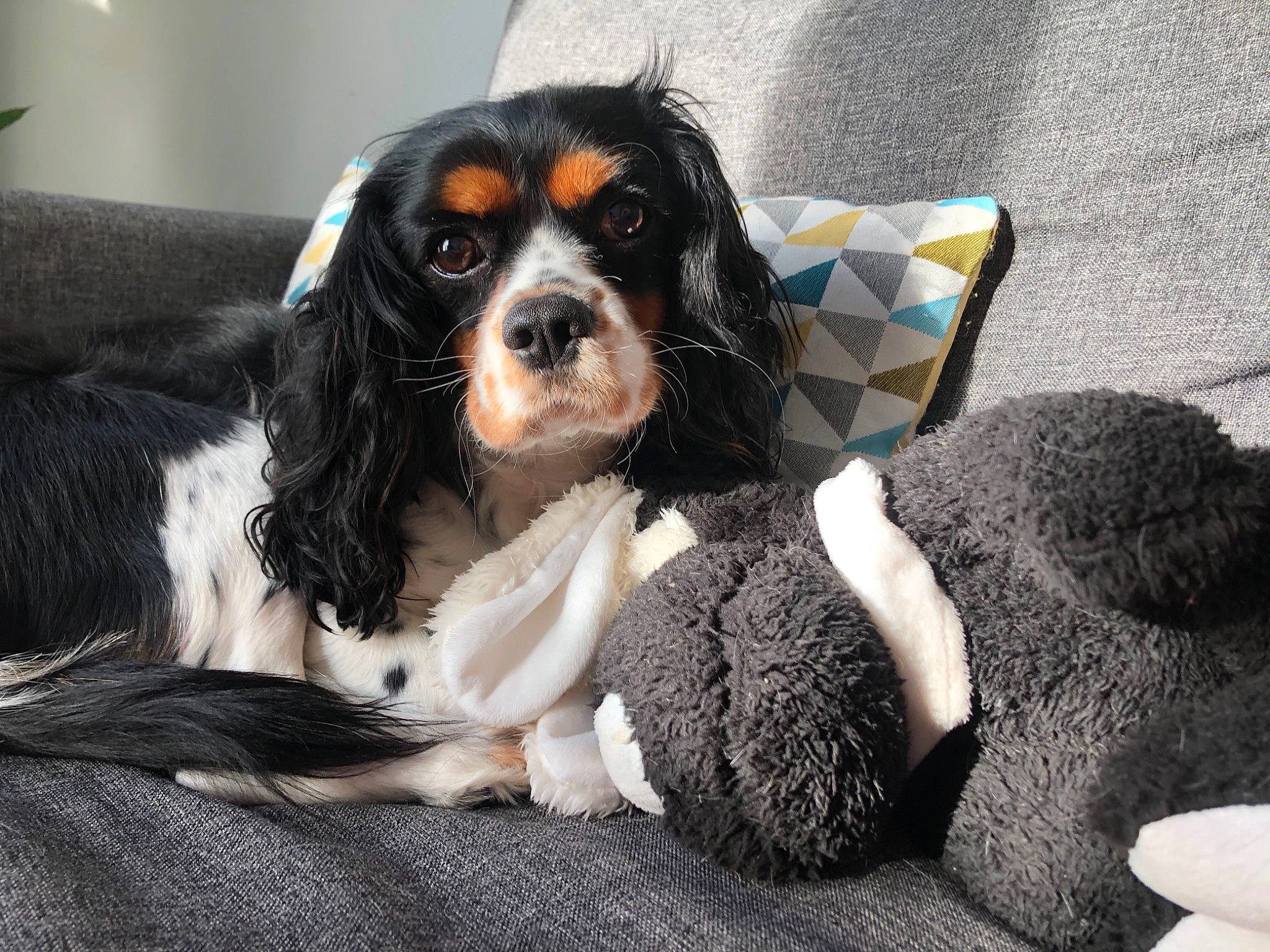 Oana participe au concours pour gagner de l'argent avec cette photo : canidae, carnivore, cavalier_king_charles_spaniel, cocker_spaniel, companion_dog, dog, dog_breed, king_charles_spaniel, mammal, puppy, rare_breed_dog, russian_spaniel, snout, spaniel, sporting_group, vertebrate