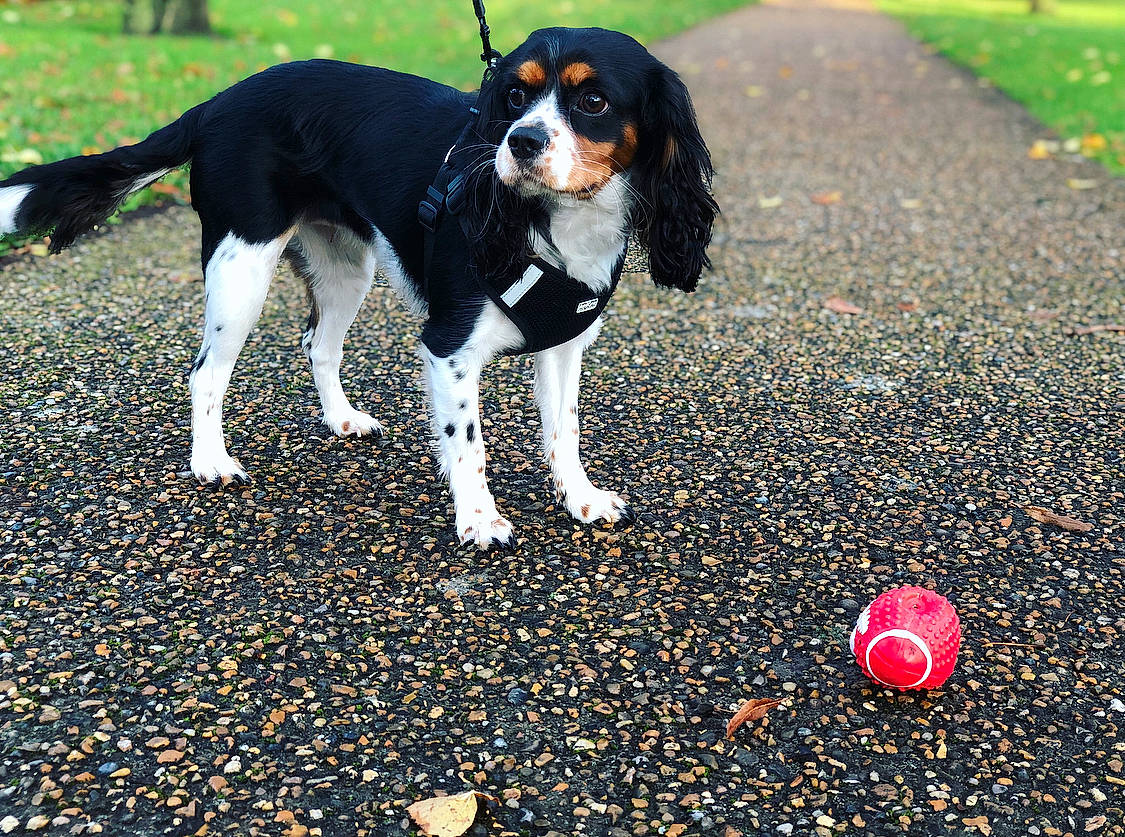 Oana participe au concours pour gagner de l'argent avec cette photo : canidae, carnivore, cavalier_king_charles_spaniel, companion_dog, dog, dog_breed, king_charles_spaniel, mammal, rare_breed_dog, russian_spaniel, spaniel, sporting_group, vertebrate