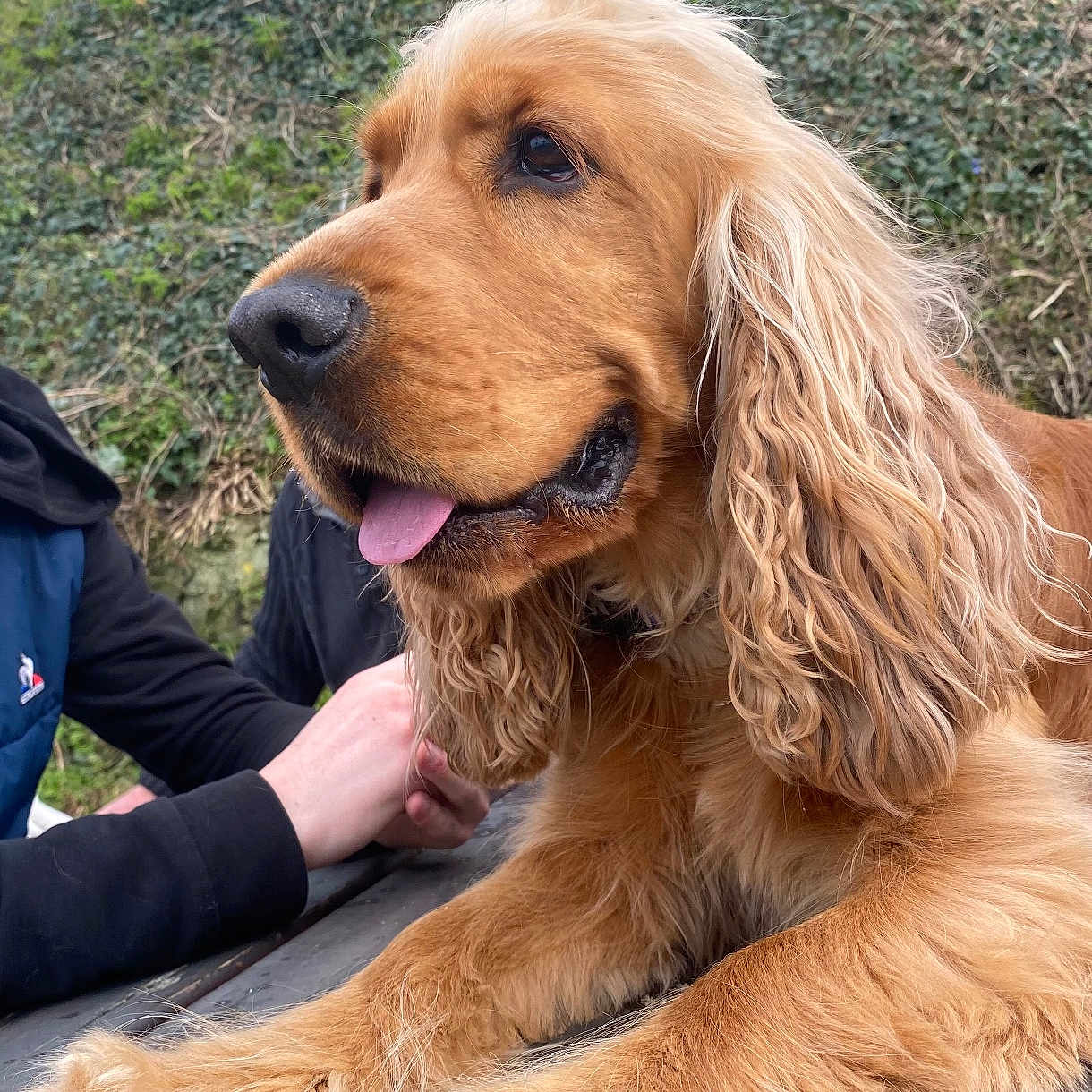 Paco participe au concours pour gagner de l'argent avec cette photo : adult, animal, canine, cockerspaniel, dog, goldenretriever, grass, hound, male, man, papillon, person, pet, plant, puppy, terrier