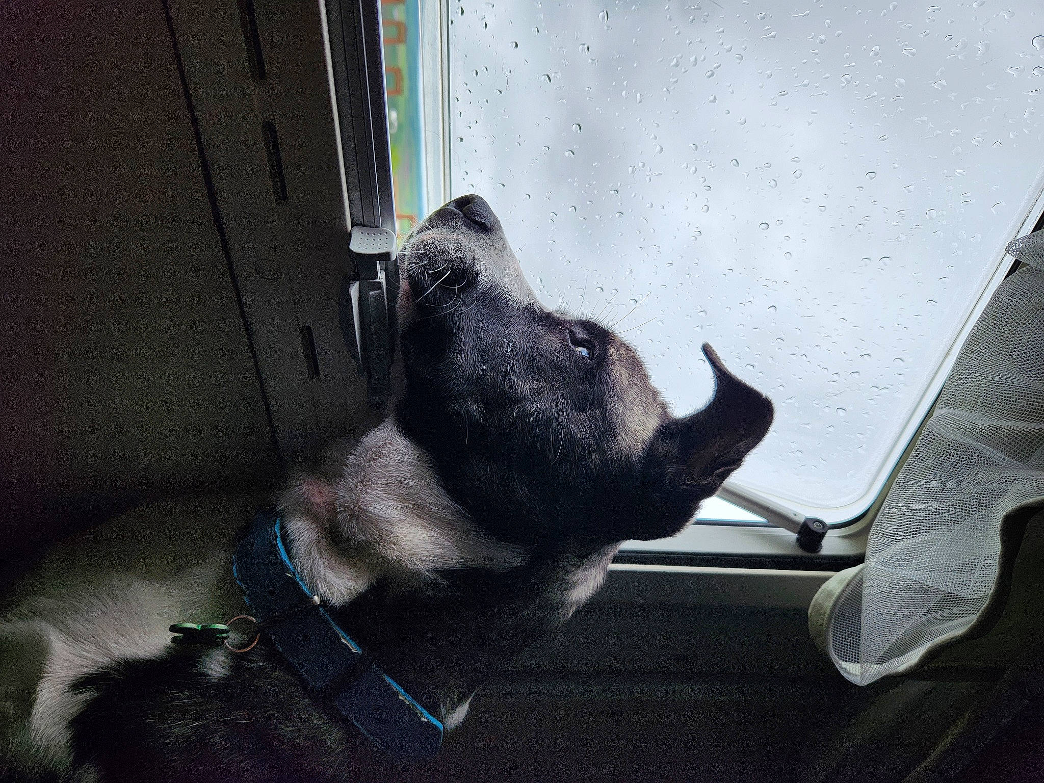 Uros participe au concours pour gagner de l&#x27;argent avec cette photo : auto_part, automotive_window_part, canidae, carnivore, collar, companion_dog, dog, dog_breed, dog_collar, dog_supply, electric_blue, fawn, pet_supply, snout, sporting_group, tints_and_shades, vehicle_door, whiskers, windshield, working_animal