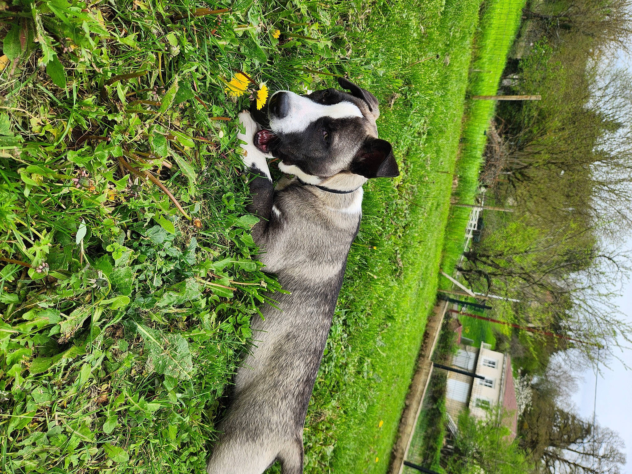 Uros a rejoint le concours — aidez-le/la à gagner de superbes lots ! botany, canidae, carnivore, companion_dog, dog_breed, grass, grass_family, groundcover, landscape, nature_reserve, plant, shrub, sporting_group, terrestrial_animal, tree, trunk, vegetation, water, wood, working_animal