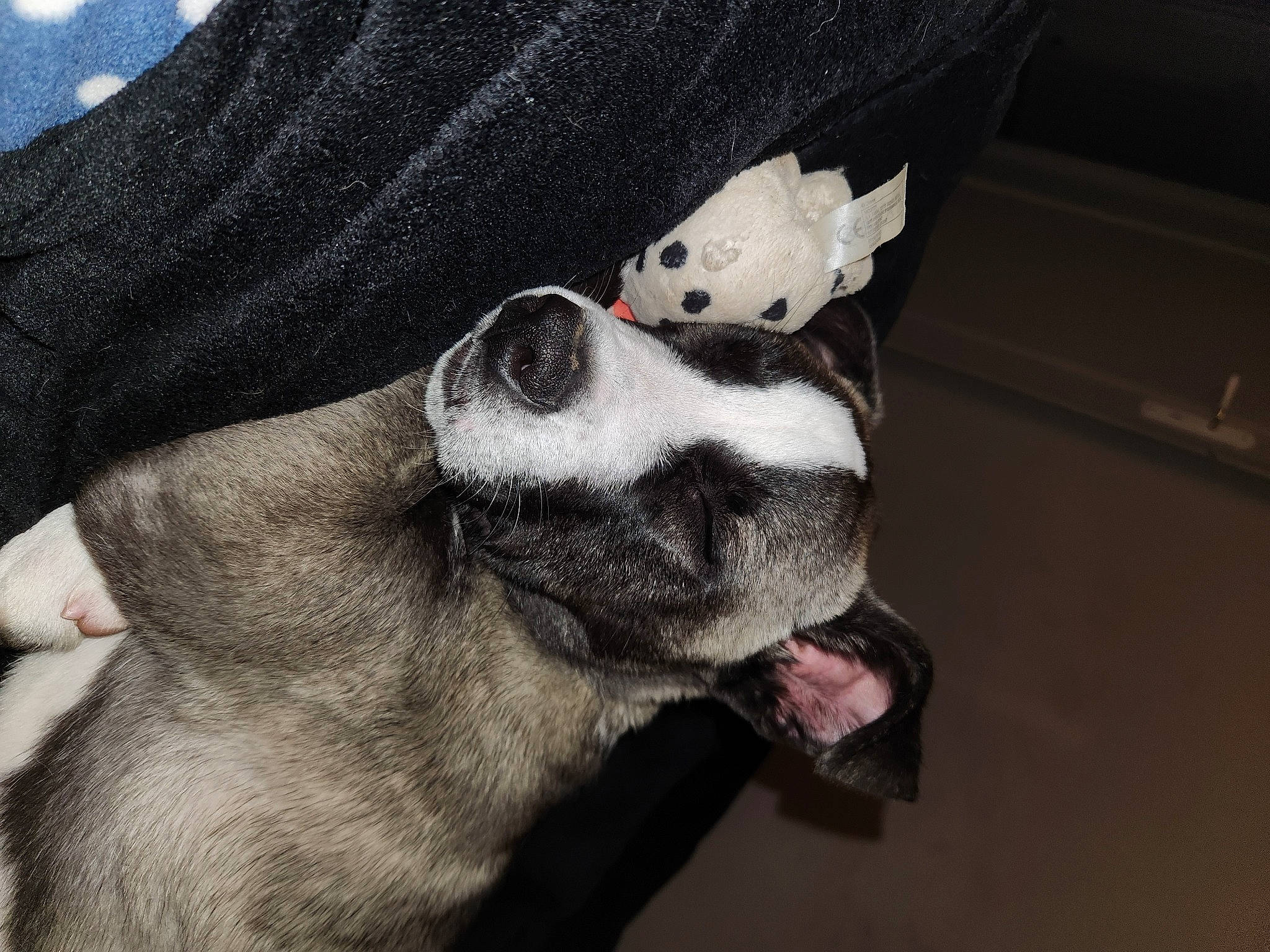 Uros participe au concours pour gagner de l&#x27;argent avec cette photo : canidae, carmine, carnivore, collar, comfort, companion_dog, dog, dog_breed, dog_collar, ear, eye, fawn, fur, paw, selfie, sleeve, snout, sporting_group, whiskers, working_animal