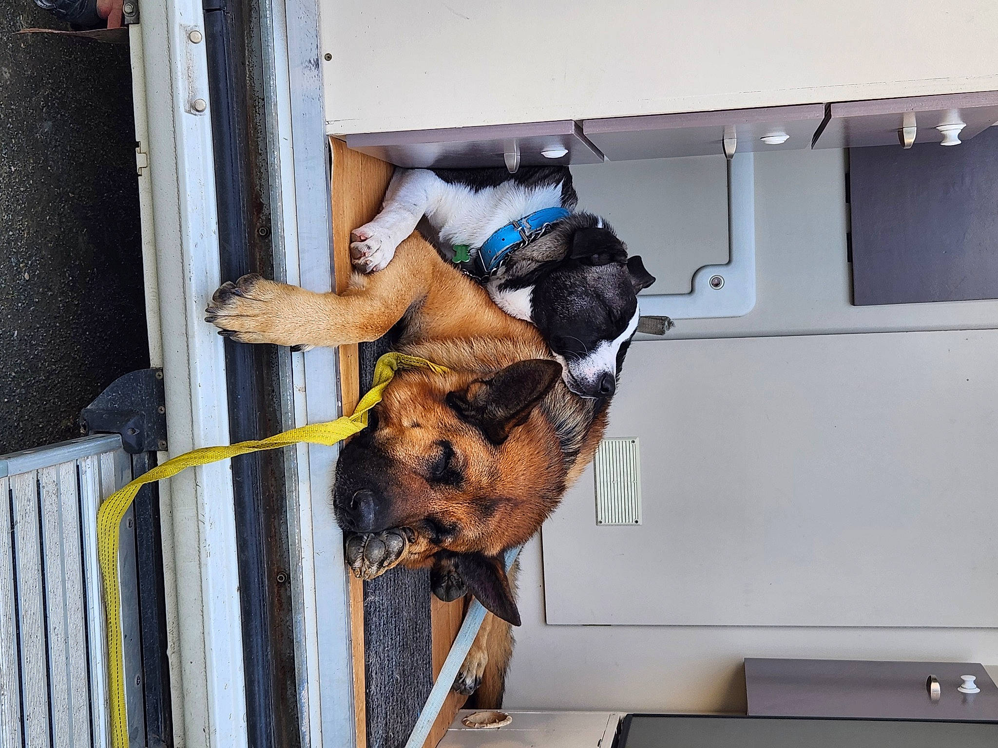 Uros participe au concours pour gagner de l&#x27;argent avec cette photo : canidae, carnivore, collar, companion_dog, dog, dog_breed, dog_supply, fawn, fur, machine, pet_supply, sporting_group, working_animal