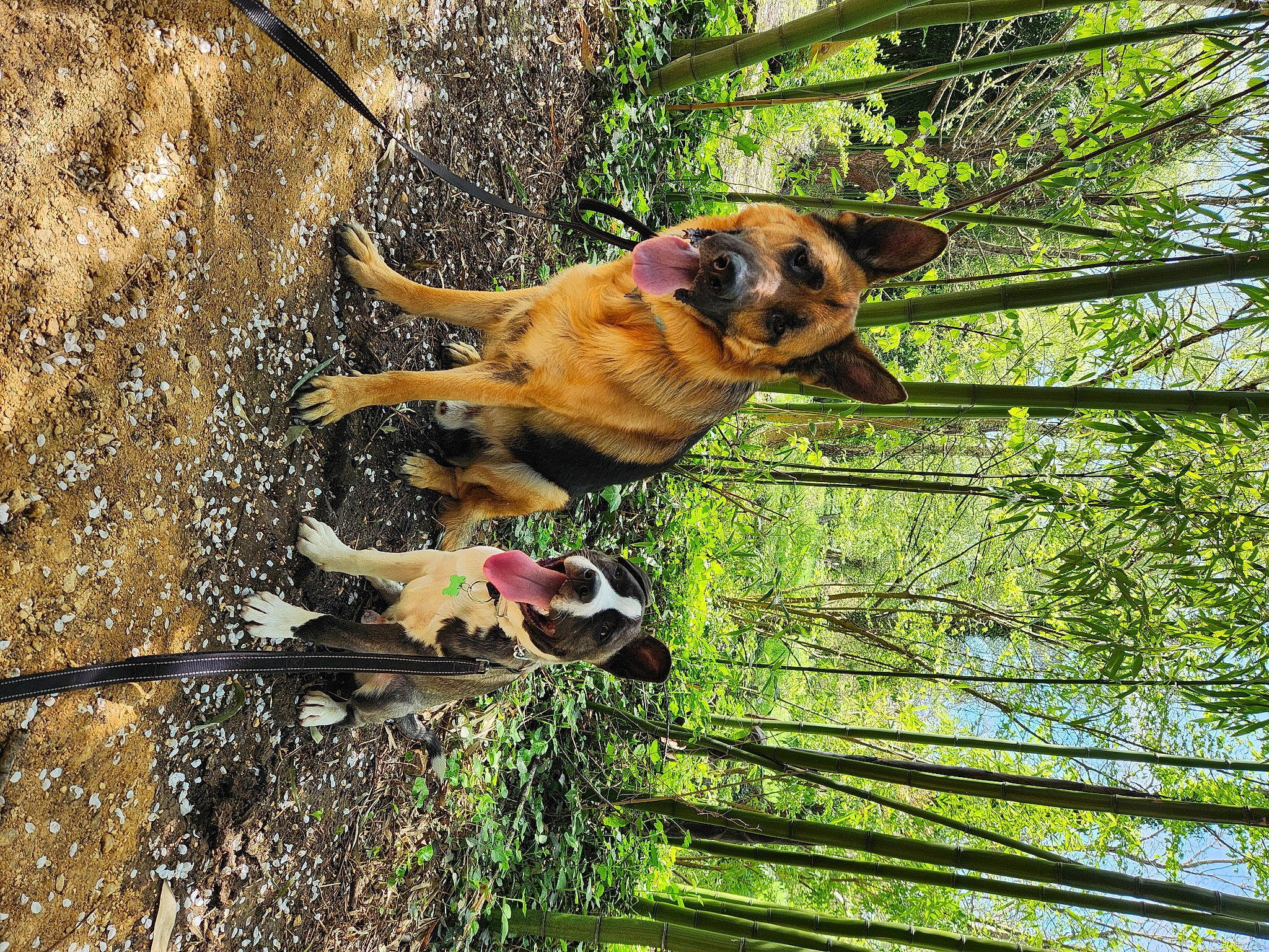 Uros participe au concours pour gagner de l&#x27;argent avec cette photo : canidae, carnivore, companion_dog, dog, dog_breed, fawn, grass, pet_supply, plant, snout, sporting_group, tail, terrestrial_animal, tree, trunk, wildlife, wood, working_animal, working_dog