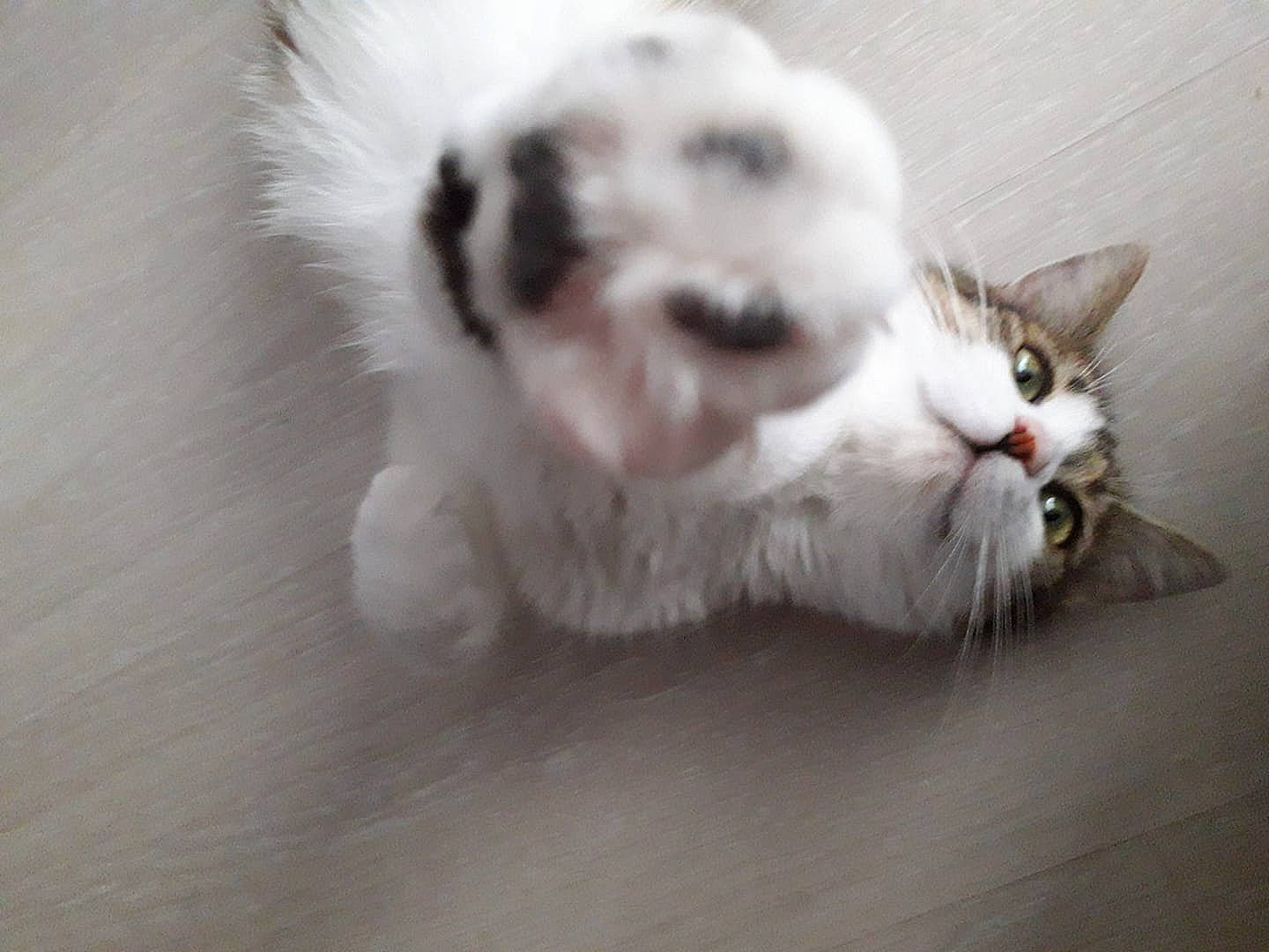 Sarabi a rejoint le concours — aidez-le/la à gagner de superbes lots ! american_curl, carnivore, cat, felidae, fur, kitten, mammal, munchkin, paw, polydactyl_cat, ragamuffin, ragdoll, small_to_medium_sized_cats, tail, whiskers