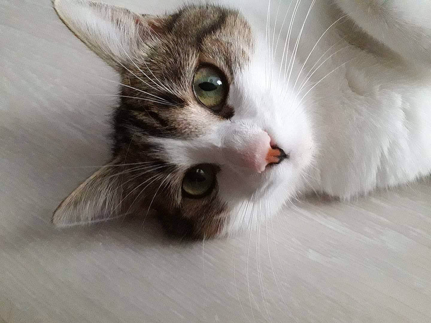 Sarabi a rejoint le concours — aidez-le/la à gagner de superbes lots ! aegean_cat, american_wirehair, carnivore, cat, domestic_long_haired_cat, domestic_short_haired_cat, european_shorthair, eye, felidae, fur, kitten, munchkin, norwegian_forest_cat, nose, ojos_azules, ragamuffin, small_to_medium_sized_cats, snout, turkish_van, whiskers