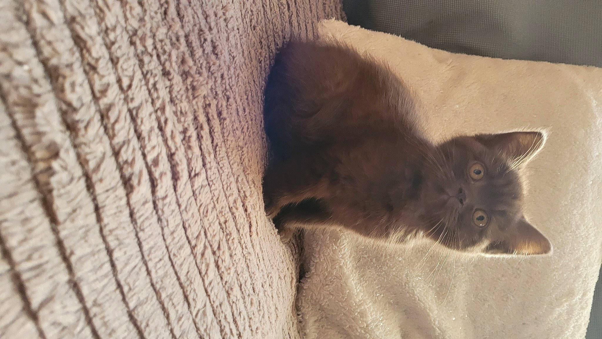 Uzo participe au concours pour gagner de l'argent avec cette photo : black_cat, carnivore, cat, comfort, domestic_short_haired_cat, felidae, fur, grey, hardwood, linens, russian_blue, small_to_medium_sized_cats, snout, tail, terrestrial_animal, whiskers, wood