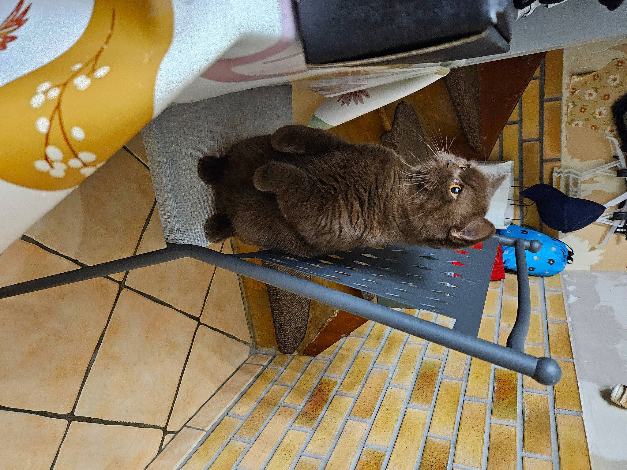 Uzo a rejoint le concours — aidez-le/la à gagner de superbes lots ! black_cat, canidae, carnivore, cat, comfort, domestic_short_haired_cat, fawn, felidae, floor, flooring, foot, fur, hardwood, human_leg, small_to_medium_sized_cats, sporting_group, tail, thigh, whiskers, wood