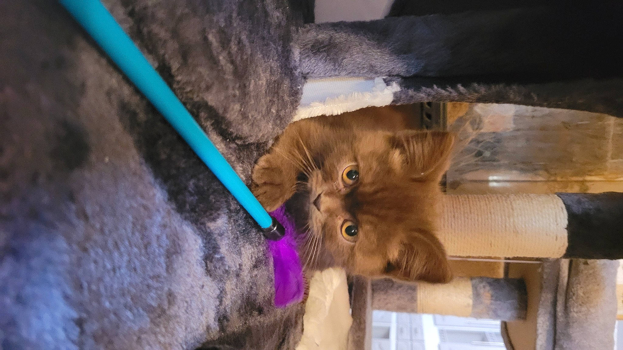 Uzo a rejoint le concours — aidez-le/la à gagner de superbes lots ! canidae, carnivore, collar, companion_dog, dog_breed, ear, electric_blue, fawn, felidae, fur, liver, natural_material, paw, small_to_medium_sized_cats, snout, sporting_group, terrestrial_animal, whiskers, working_animal, wrinkle